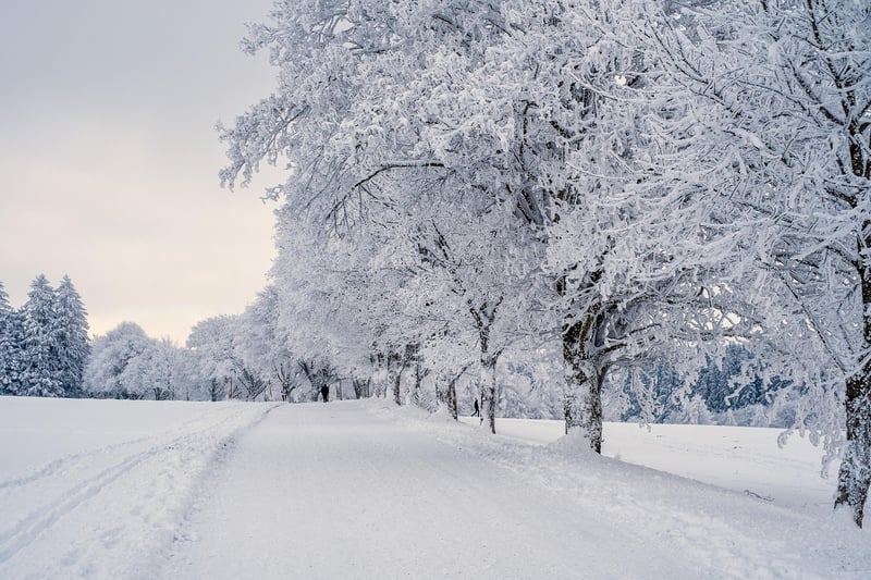 Forest Exploration in Winter